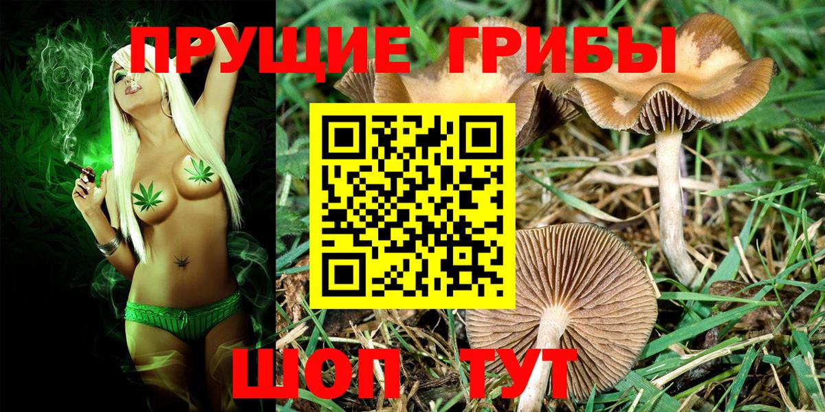Галлюциногенные грибы Psilocybe Лысьва